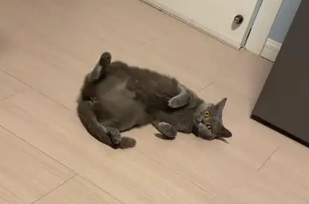 小伙家门口出现一只猫,当得知来历不禁语塞(图2)