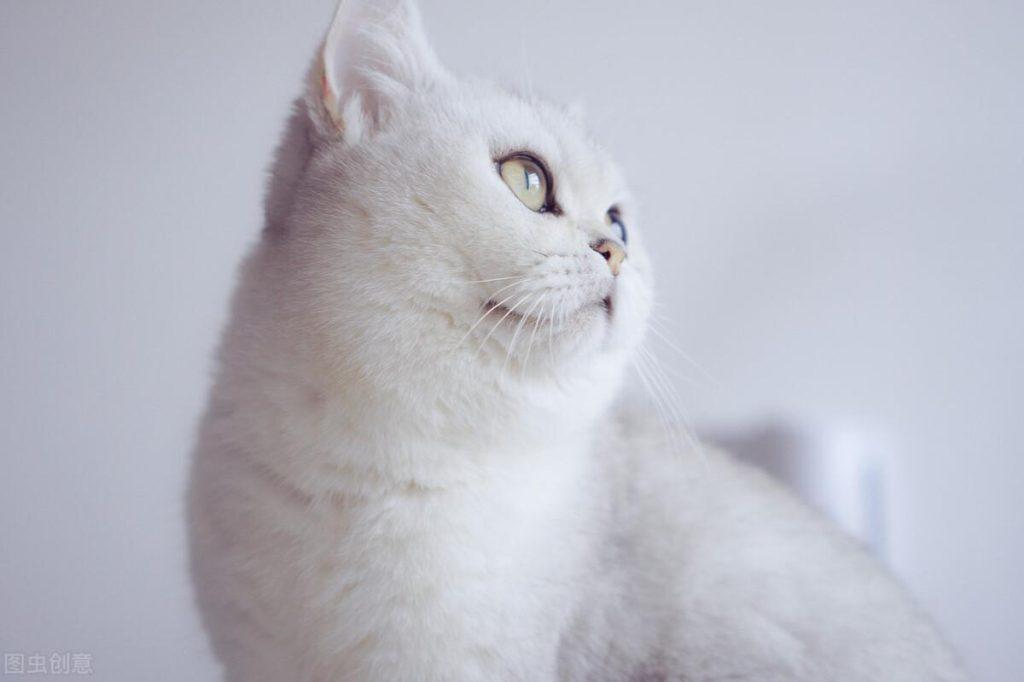 养猫人必须知道的100条养猫常识(图1)