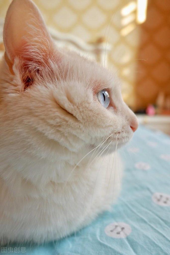 养猫人必须知道的100条养猫常识(图2)