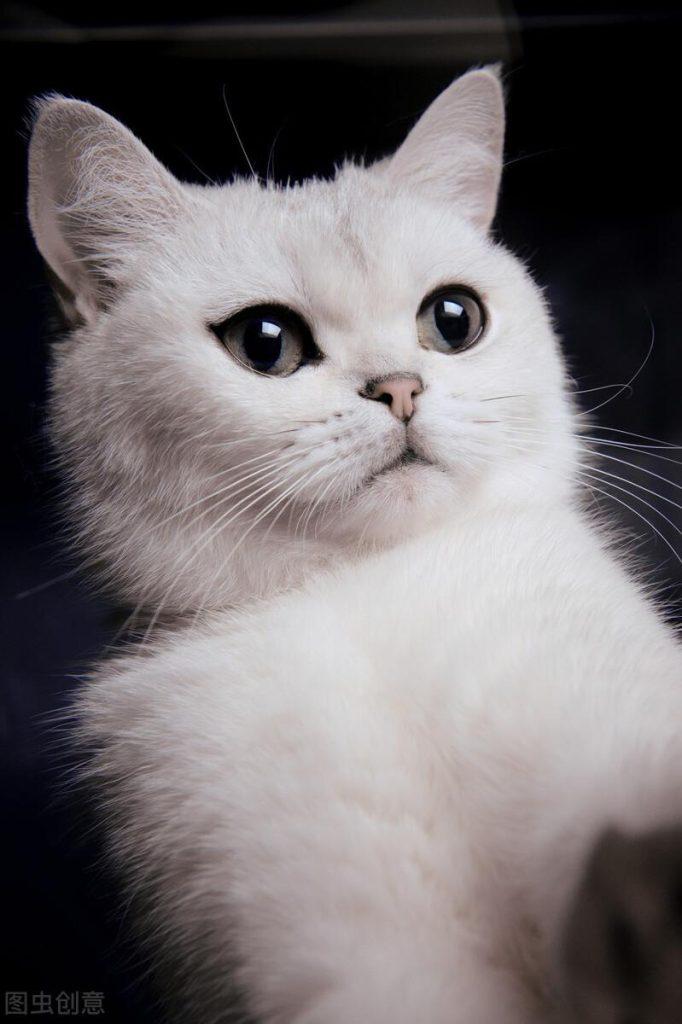 养猫人必须知道的100条养猫常识(图3)