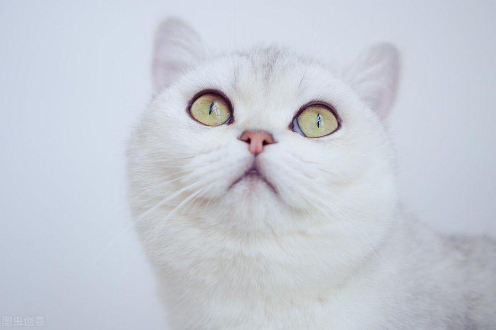 养猫人必须知道的100条养猫常识(图4)