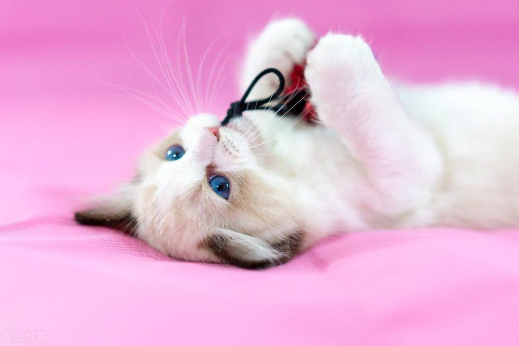 养猫人必须知道的100条养猫常识(图5)