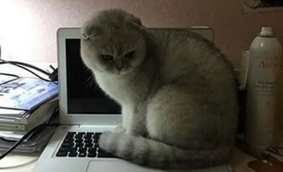 猫咪抠掉键盘上两个字母,核对后气得啥也不想说了(图1)