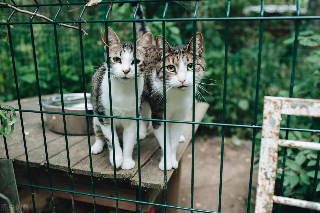 猫咪绝育对的费用是多少?猫咪绝育的好处有什么?(图3)