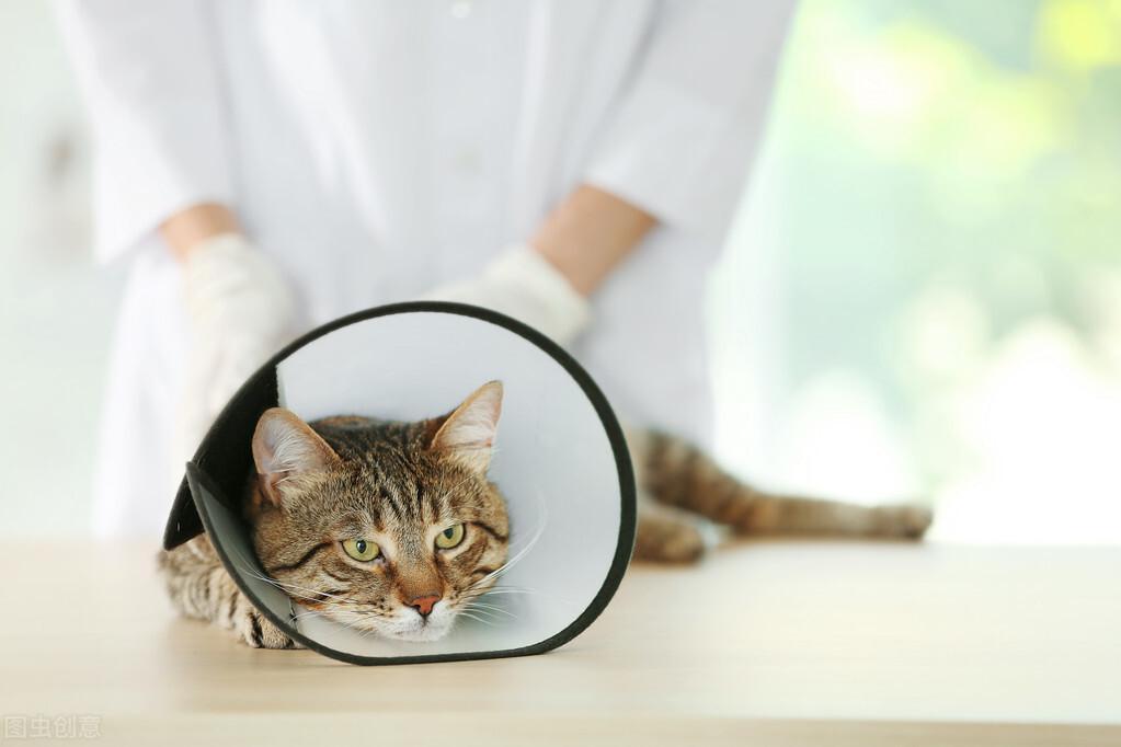 猫咪绝育对的费用是多少?猫咪绝育的好处有什么?(图4)