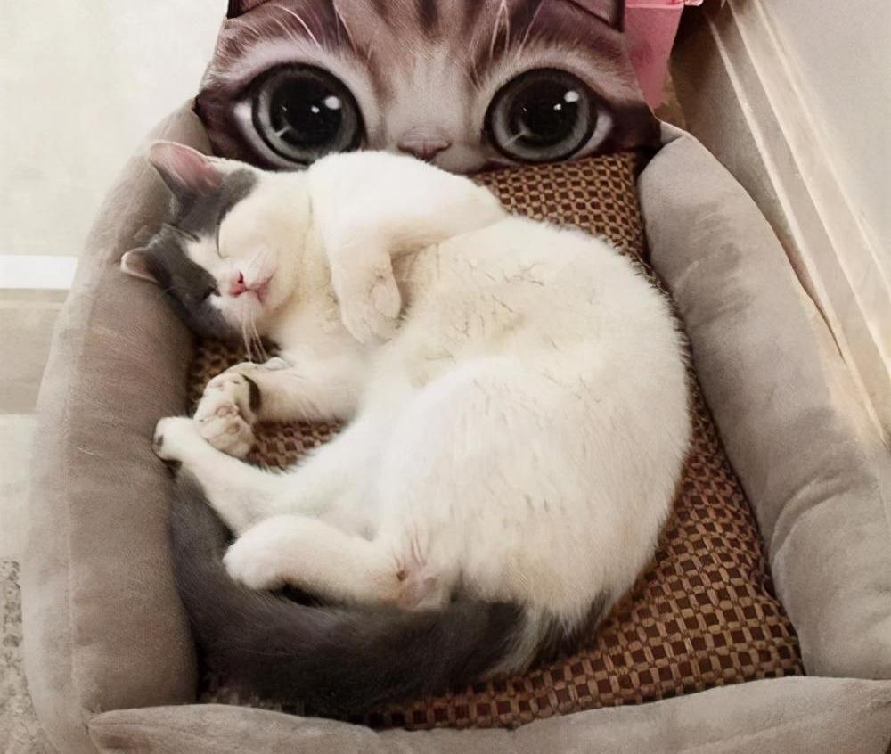 猫咪绝育对的费用是多少?猫咪绝育的好处有什么?(图5)