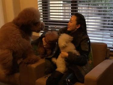 霍思燕的泰迪600万不卖 baby因养猫被骂无脑 扒一扒女明星的萌宠们(图1)