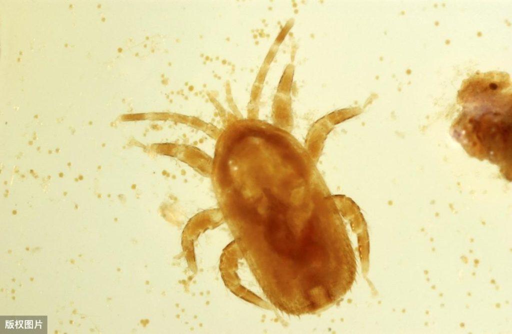 让铲屎官头疼的猫咪耳螨,一起学习如何治疗(什么是耳螨?)(图2)