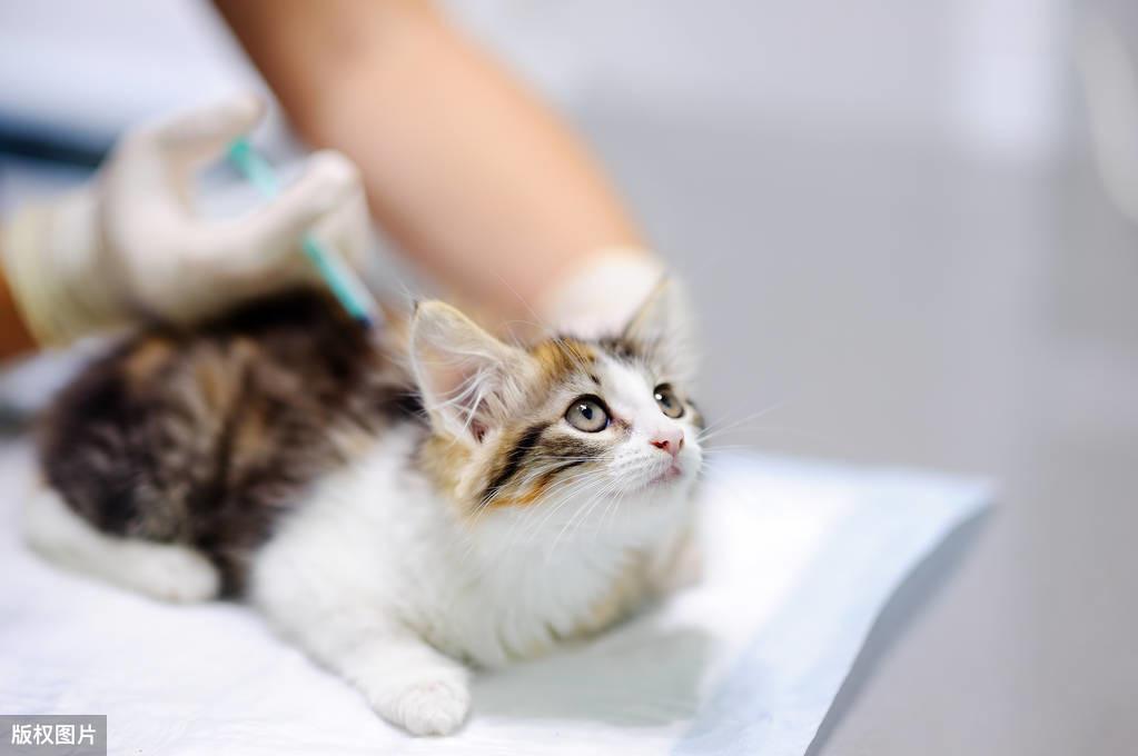 让铲屎官头疼的猫咪耳螨,一起学习如何治疗(什么是耳螨?)(图4)