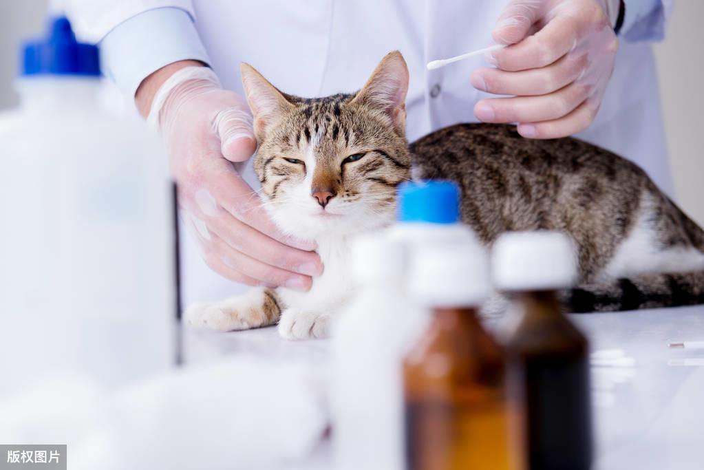 让铲屎官头疼的猫咪耳螨,一起学习如何治疗(什么是耳螨?)(图6)