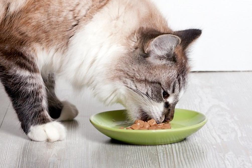 猫咪不吃饭是怎么回事?分析猫食欲不振的这10个原因(图1)