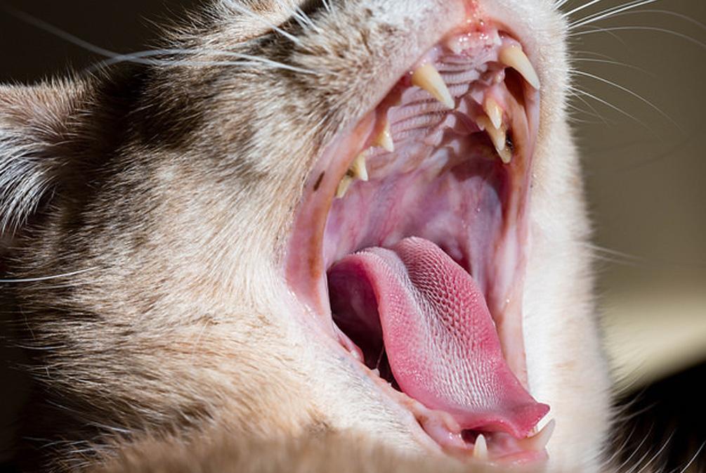 猫咪不吃饭是怎么回事?分析猫食欲不振的这10个原因(图5)