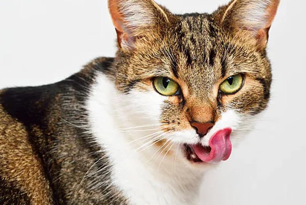 猫咪不吃饭是怎么回事?分析猫食欲不振的这10个原因(图7)