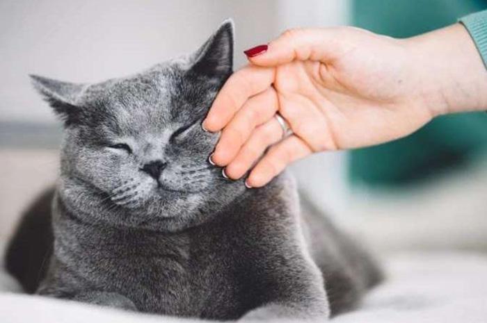 猫咪不吃饭是怎么回事?分析猫食欲不振的这10个原因(图9)