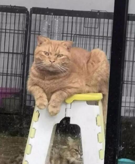 主人在院子里烤肉,隔着玻璃门的猫咪们眼睛都直了,橘猫鼻孔都气大了(图2)