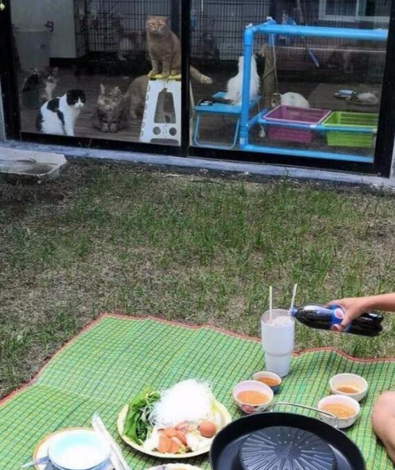 主人在院子里烤肉,隔着玻璃门的猫咪们眼睛都直了,橘猫鼻孔都气大了(图1)