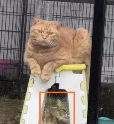 主人在院子里烤肉,隔着玻璃门的猫咪们眼睛都直了,橘猫鼻孔都气大了(图3)