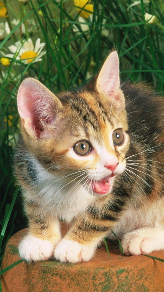 如何估算猫咪的年龄?通过5看轻松判断猫咪的年龄(图1)