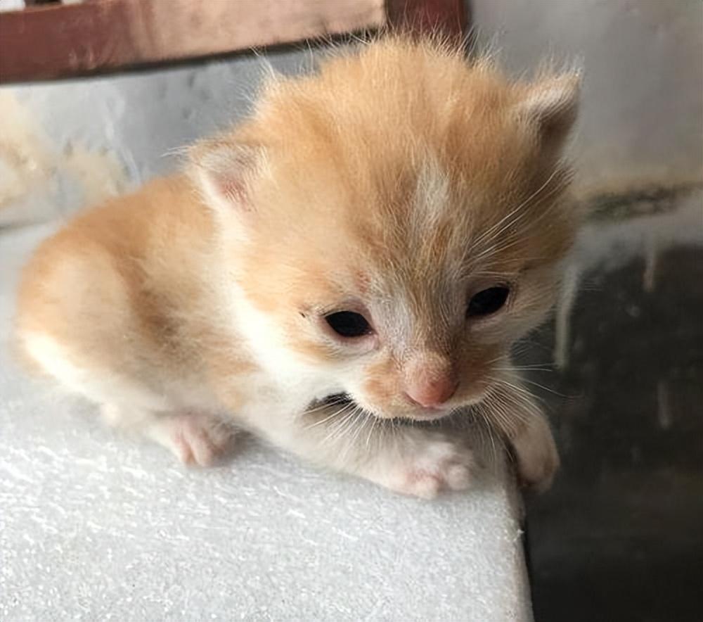 如何估算猫咪的年龄?通过5看轻松判断猫咪的年龄(图2)