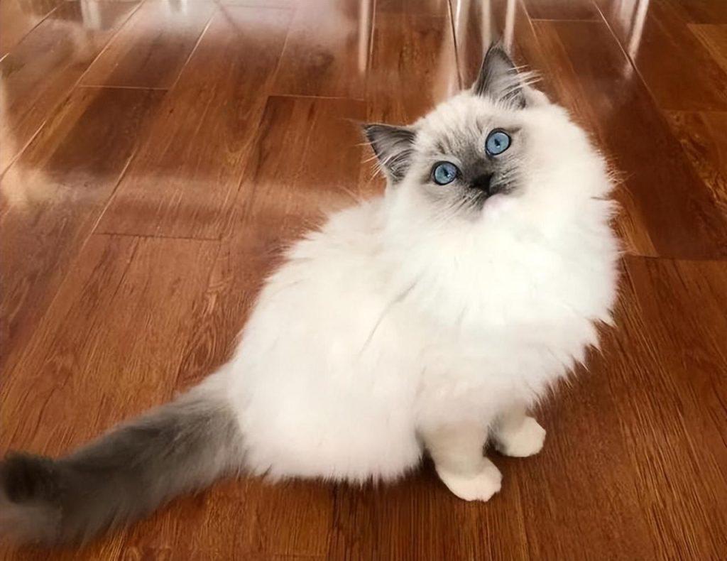 如何估算猫咪的年龄?通过5看轻松判断猫咪的年龄(图4)