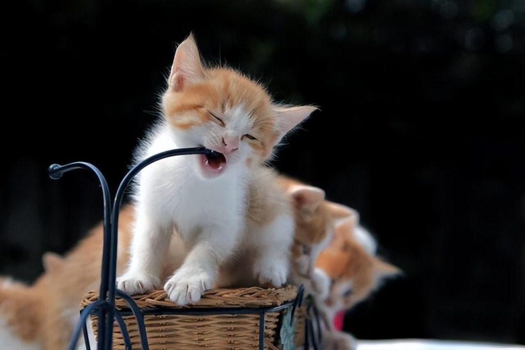 如何估算猫咪的年龄?通过5看轻松判断猫咪的年龄(图6)