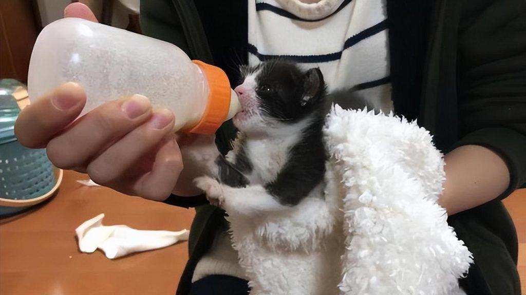 如何估算猫咪的年龄?通过5看轻松判断猫咪的年龄(图7)