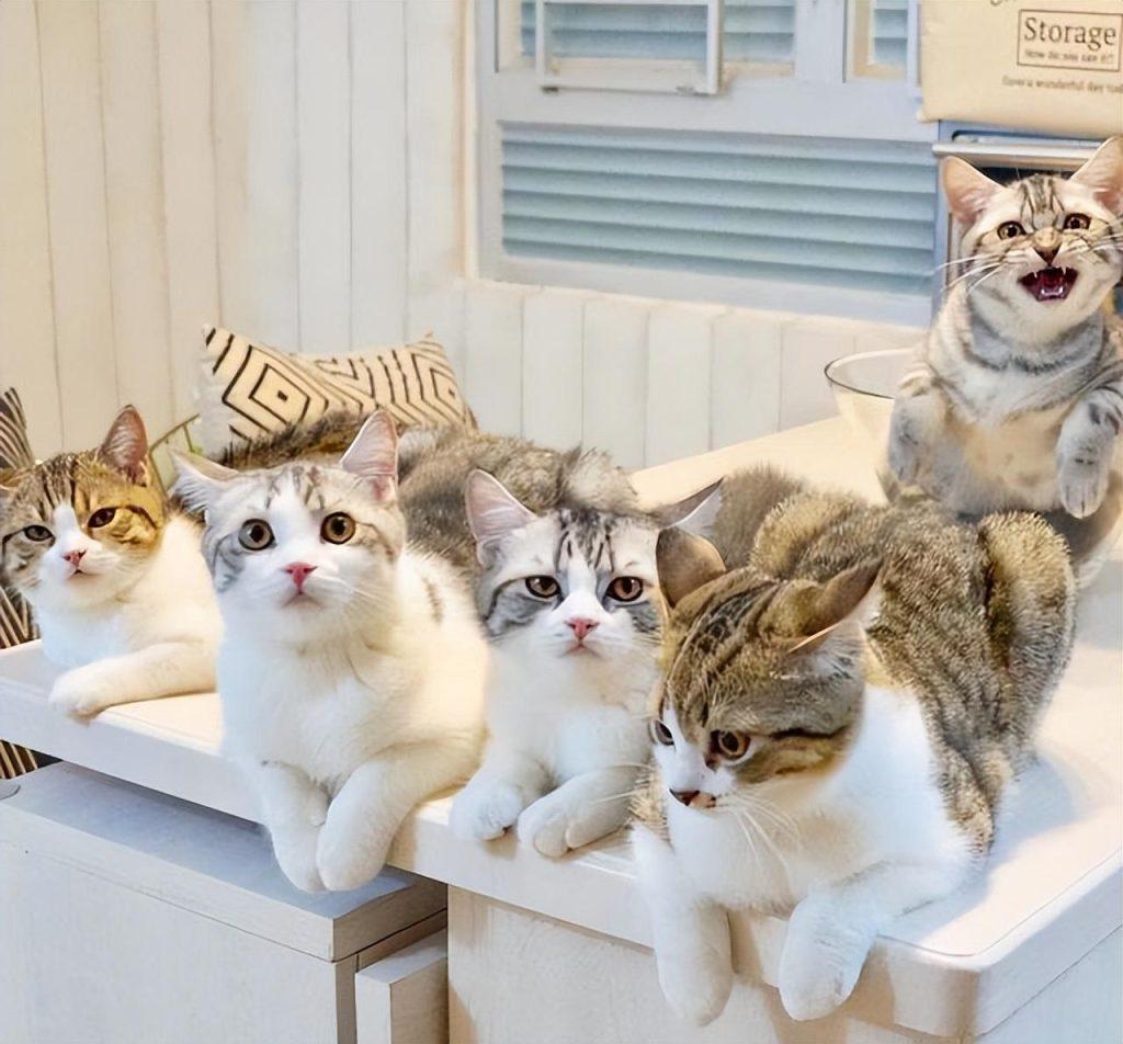 如何估算猫咪的年龄?通过5看轻松判断猫咪的年龄(图9)