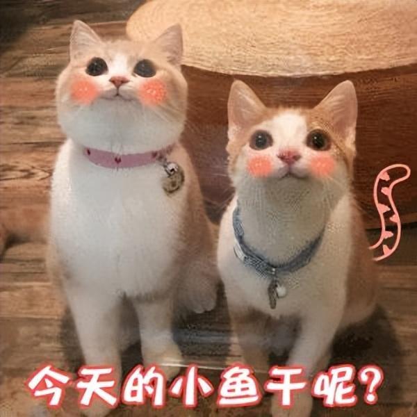 猫咪声音嘶哑怎么办?6点照顾嘶哑猫咪(图1)