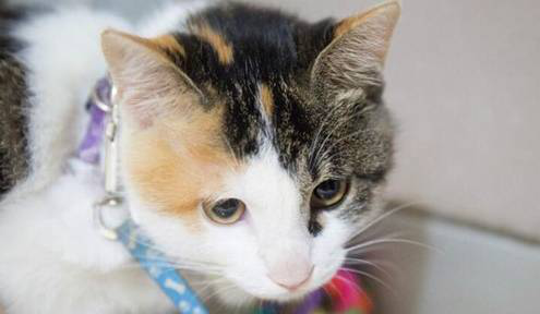 偷藏小奶猫让猫妈着急流泪,见奶猫瞬间,男主后悔了(图1)