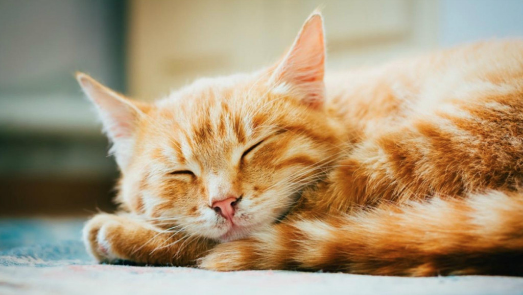 自己想养猫,该选多大的猫咪才合适?去挑选猫咪,应该考虑到以下几点!(图1)