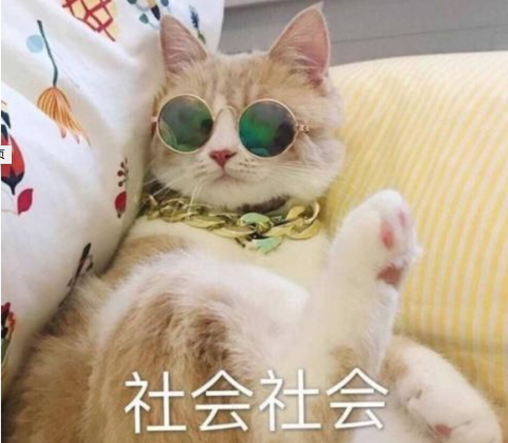 自己想养猫,该选多大的猫咪才合适?去挑选猫咪,应该考虑到以下几点!(图3)