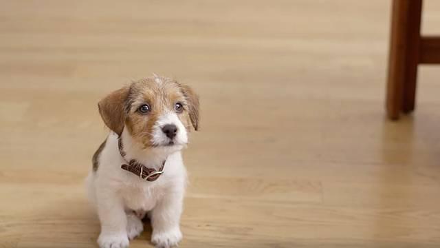 狗狗一生要历经2次恐惧期,如果主人处理不当,它会焦虑得更严重(小狗恐惧症症状是什么)(图1)