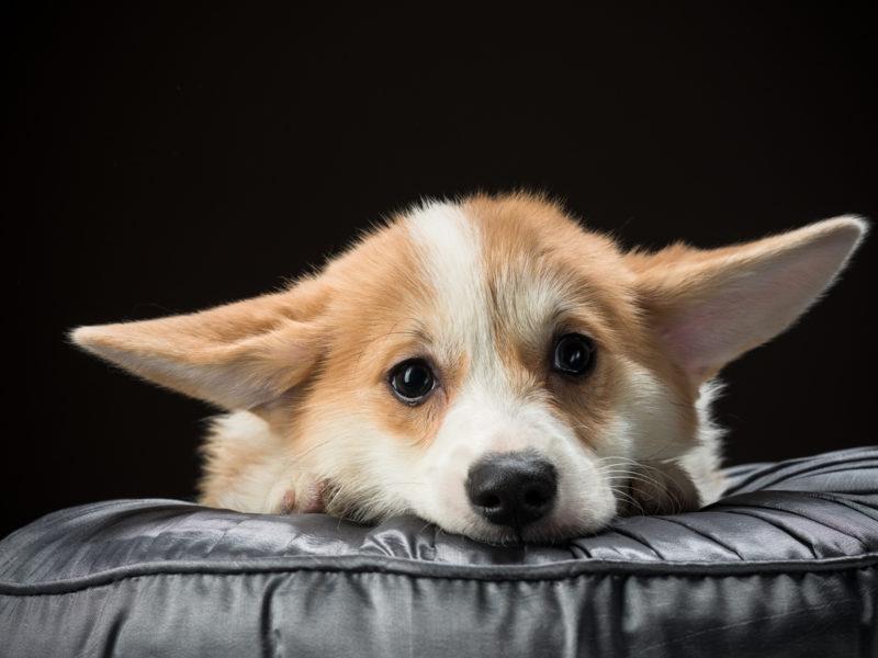 狗狗一生要历经2次恐惧期,如果主人处理不当,它会焦虑得更严重(小狗恐惧症症状是什么)(图2)