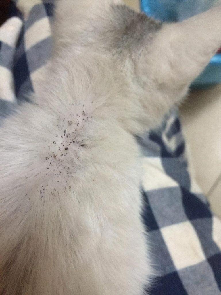 猫咪身上跳蚤太多,让猫咪瘙痒难受!用这几种小偏方,轻松去除(图2)