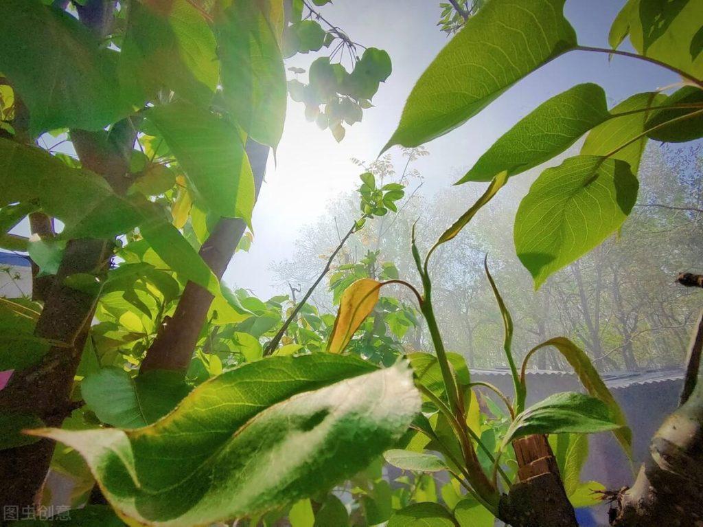 猫咪身上跳蚤太多,让猫咪瘙痒难受!用这几种小偏方,轻松去除(图7)