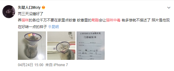 猫咪误食蚊香中毒,导致全身器官损害,90%的驱蚊产品竟对猫狗有致命危险(图1)