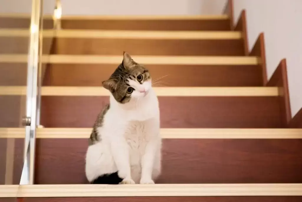 猫咪误食蚊香中毒,导致全身器官损害,90%的驱蚊产品竟对猫狗有致命危险(图2)