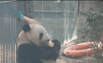 熊猫坐笼边吃苹果,奶爸悄悄伸出手,游客:做了让我们羡慕的事(图1)