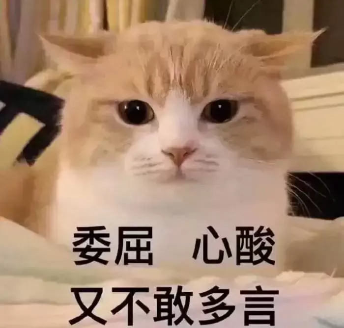 猫咪总是晚上喵喵叫,如何制止猫咪?猫咪喵喵叫原因和应对方法(图1)