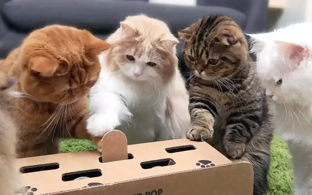 猫咪总是晚上喵喵叫,如何制止猫咪?猫咪喵喵叫原因和应对方法(图4)