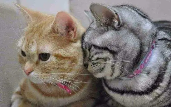 猫咪总是晚上喵喵叫,如何制止猫咪?猫咪喵喵叫原因和应对方法(图7)