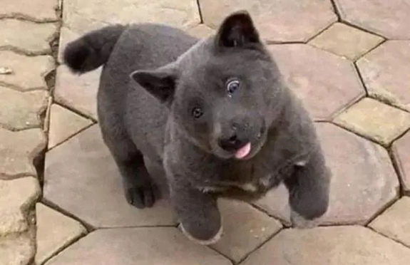 长得像猫的狗,仗着外形嘚瑟,直到遇上大哥(图1)