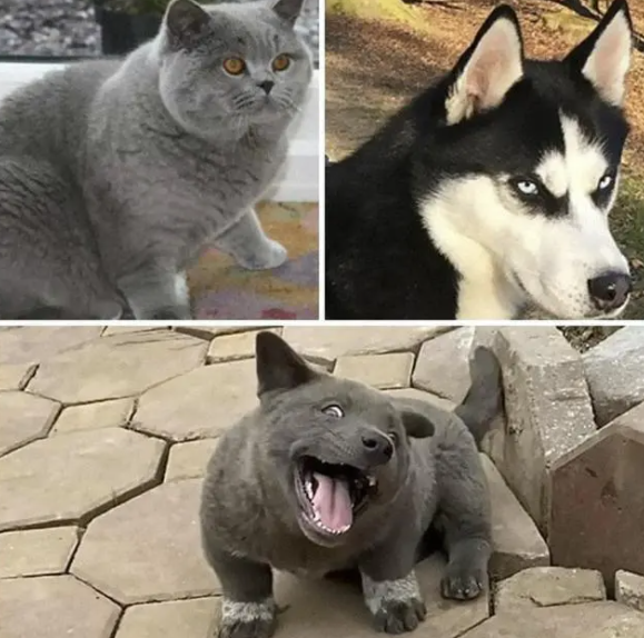 长得像猫的狗,仗着外形嘚瑟,直到遇上大哥(图2)