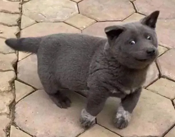 长得像猫的狗,仗着外形嘚瑟,直到遇上大哥(图3)