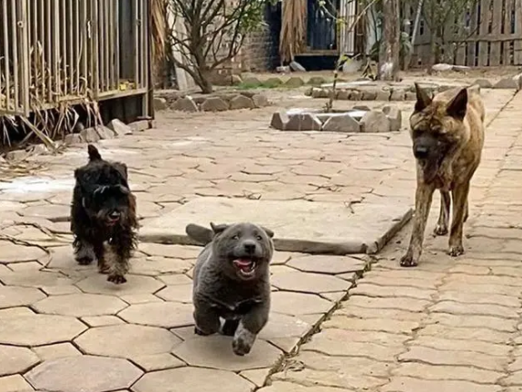 长得像猫的狗,仗着外形嘚瑟,直到遇上大哥(图4)