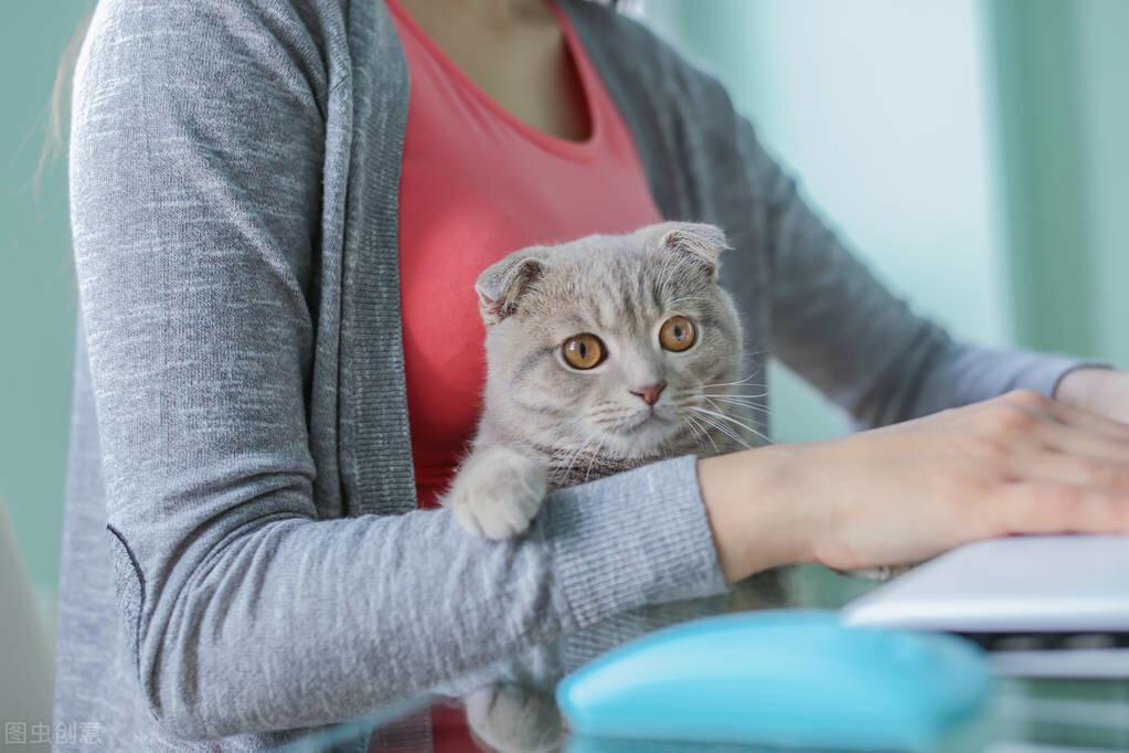 猫咪的智商有多高,有智力水平的衡量标准吗?其实小脑都很费发达(图1)