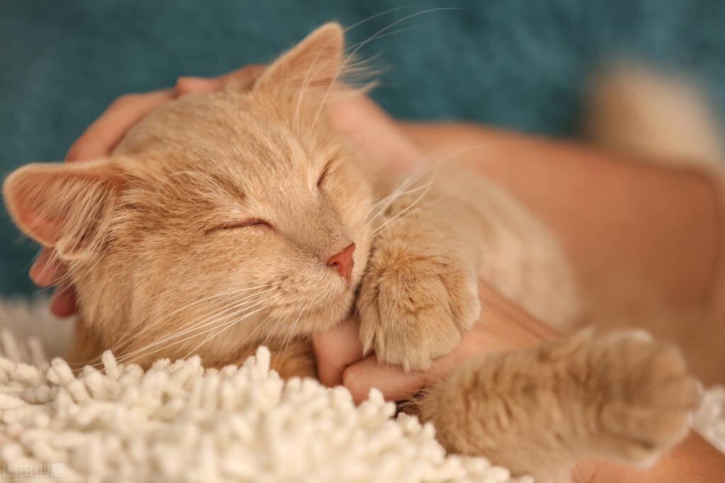 猫咪的智商有多高,有智力水平的衡量标准吗?其实小脑都很费发达(图3)