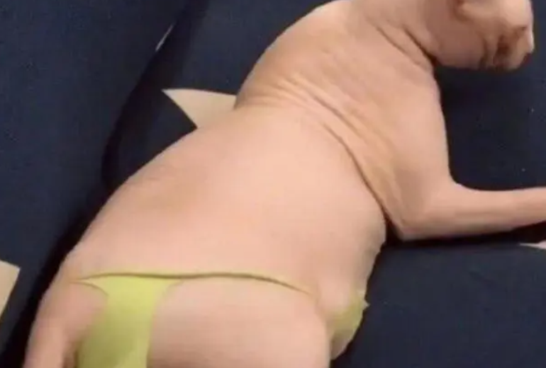 无毛猫太裸露,奶奶给它做了内裤,更妖媚了(图2)