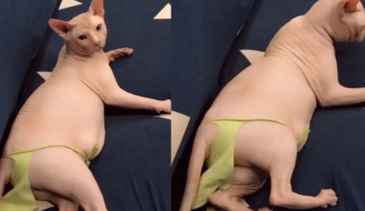 无毛猫太裸露,奶奶给它做了内裤,更妖媚了(图3)