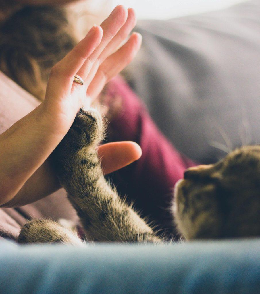 猫的血液指标都代表什么?一秒读懂”血常规”让你看到检查单不再头疼(图9)